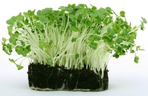 vantagens do agrião para a saúde