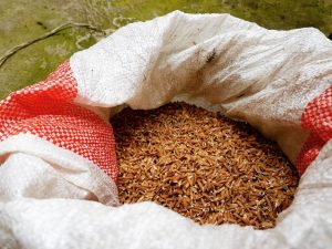 Levedura de arroz vermelho