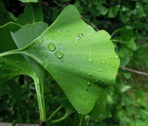 Ginkgo Biloba engorda