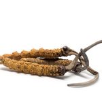Cordyceps sinensis para que serve