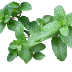 benefícios da hortelã para a saúde