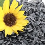 Sementes de girassol