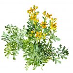 chá de arruda na sua dieta