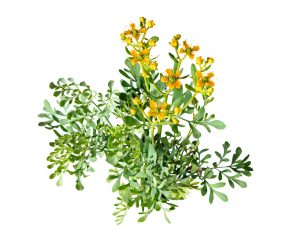 chá de arruda na sua dieta